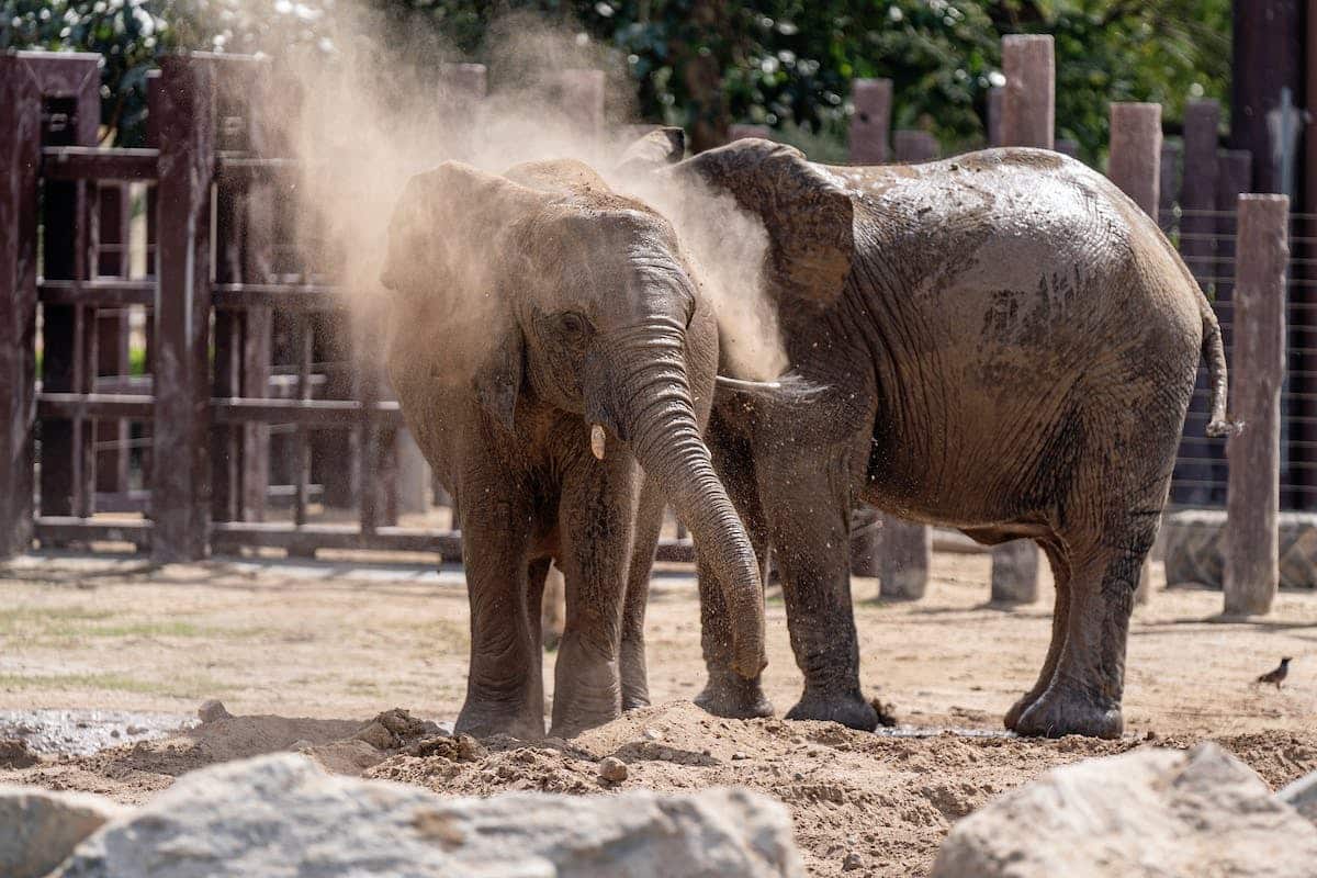 famille zoo