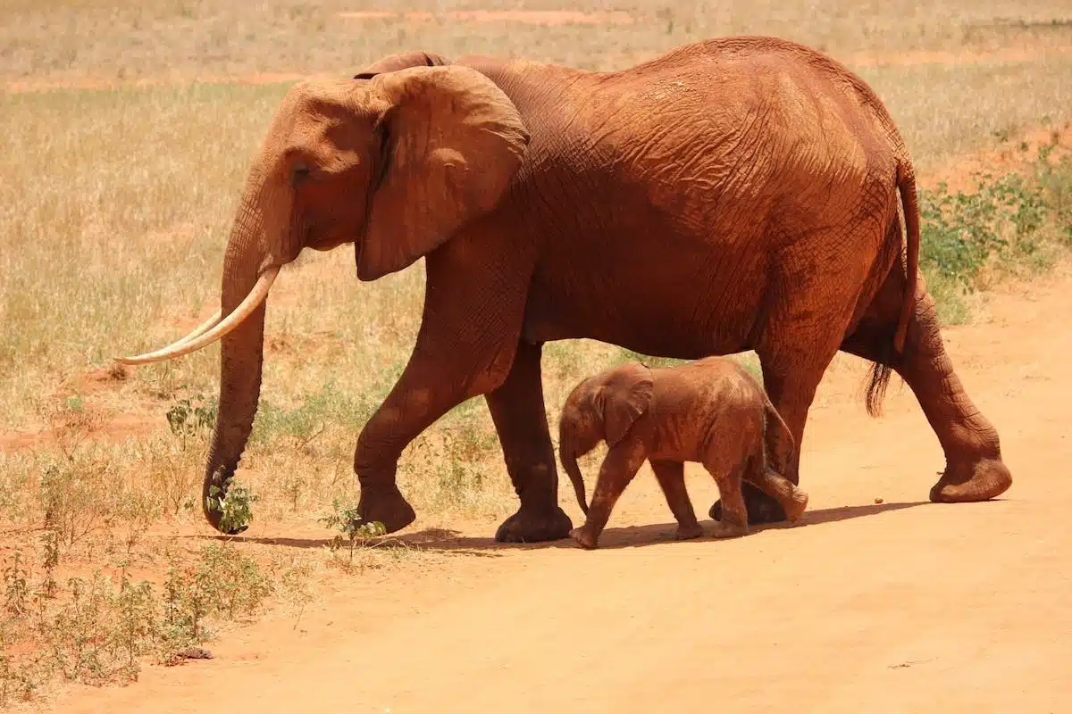 safari  faune